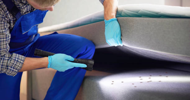 Wasp Removal Services in Hopkinsville, KY